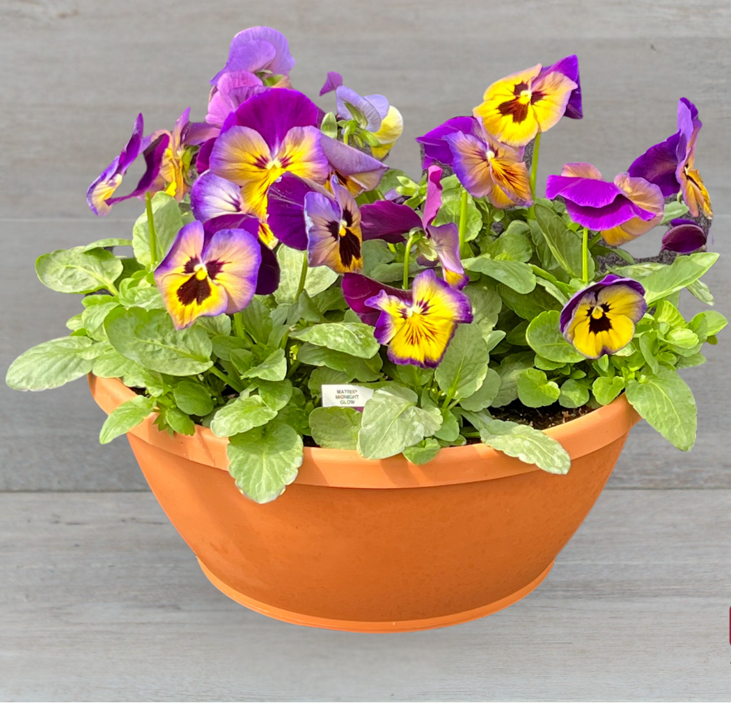 Potted plant with purple and yellow flowers on a wooden surface, featuring Clesen Brothers logo.