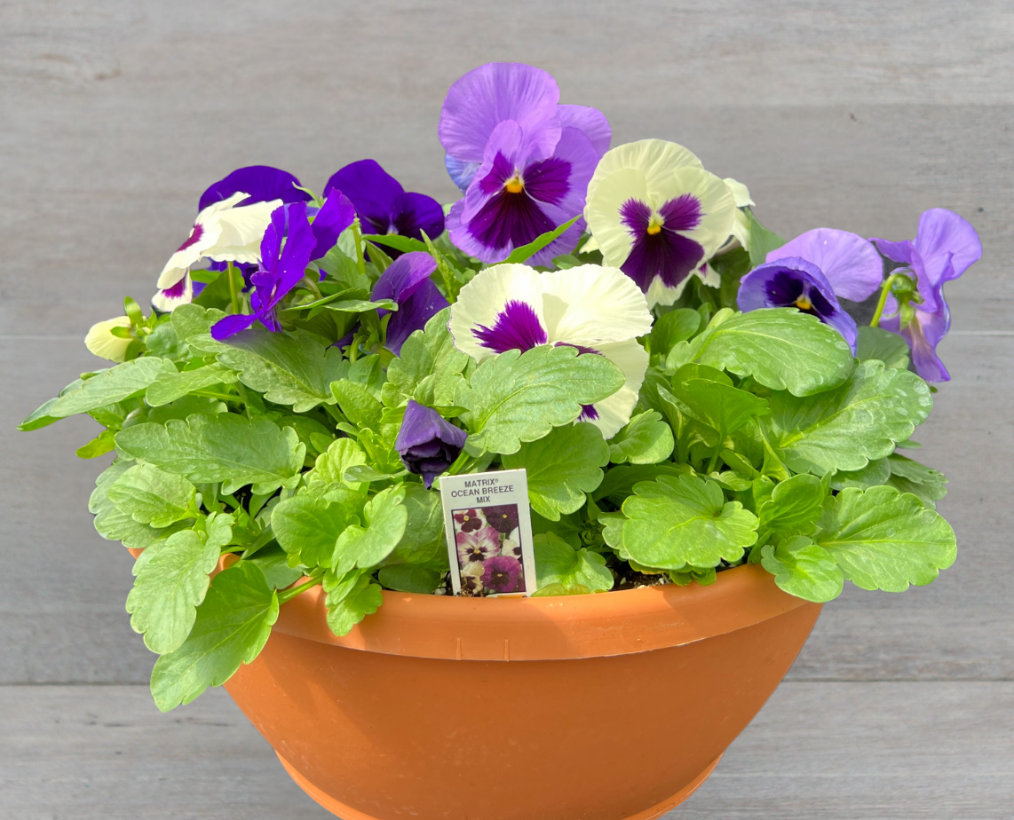 Potted plant with purple and white flowers on a wooden surface, featuring the Clesen Brothers logo.