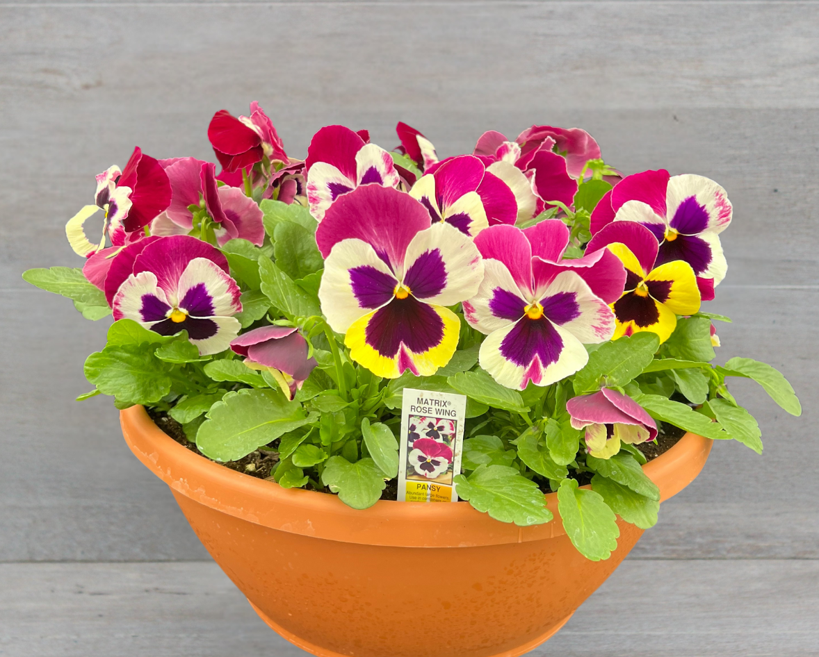 Potted viola plant with colorful flowers on a wooden surface, featuring Clesen Brothers logo.