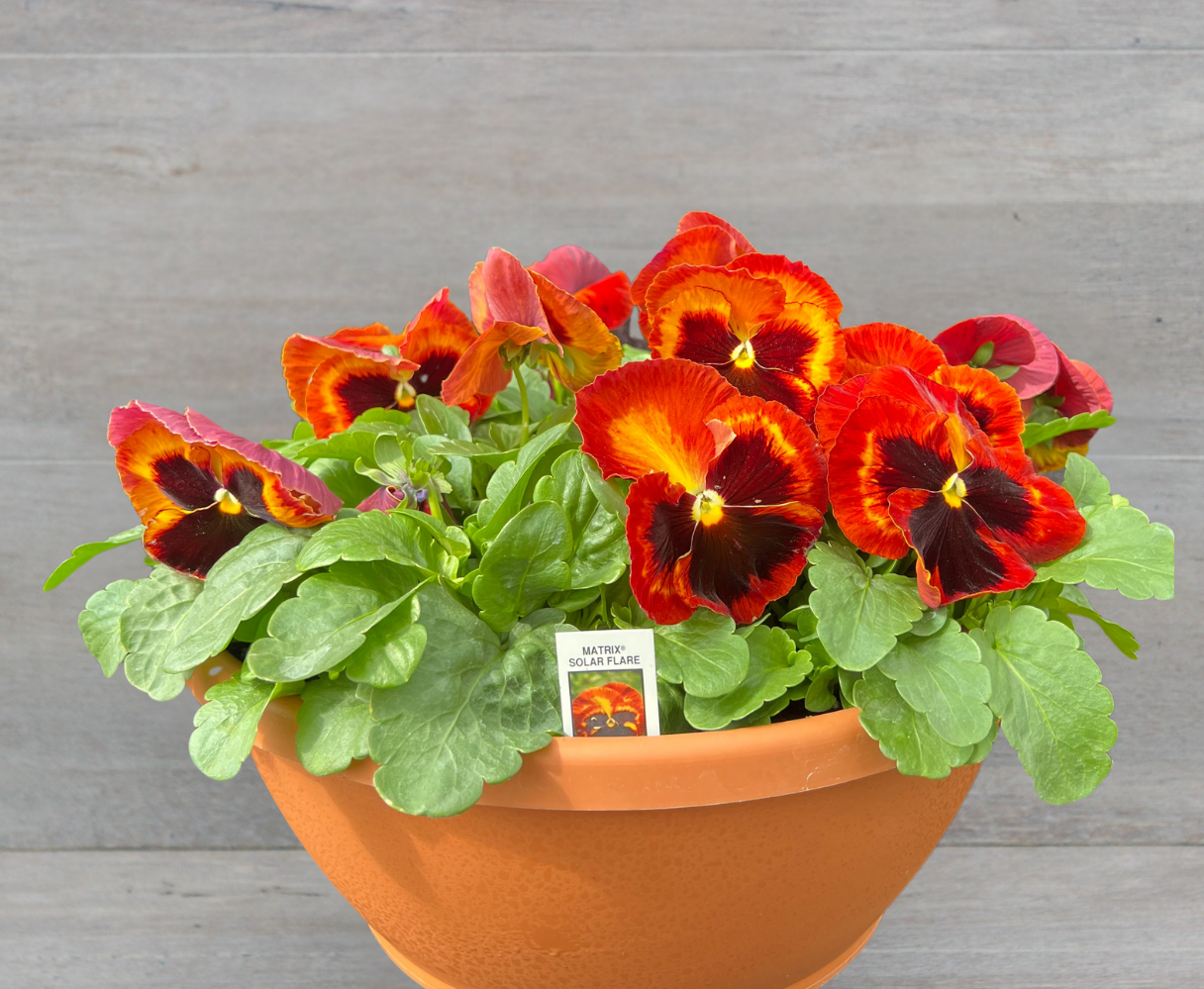 Potted red and orange pansies on a wooden surface with Clesen Brothers logo.