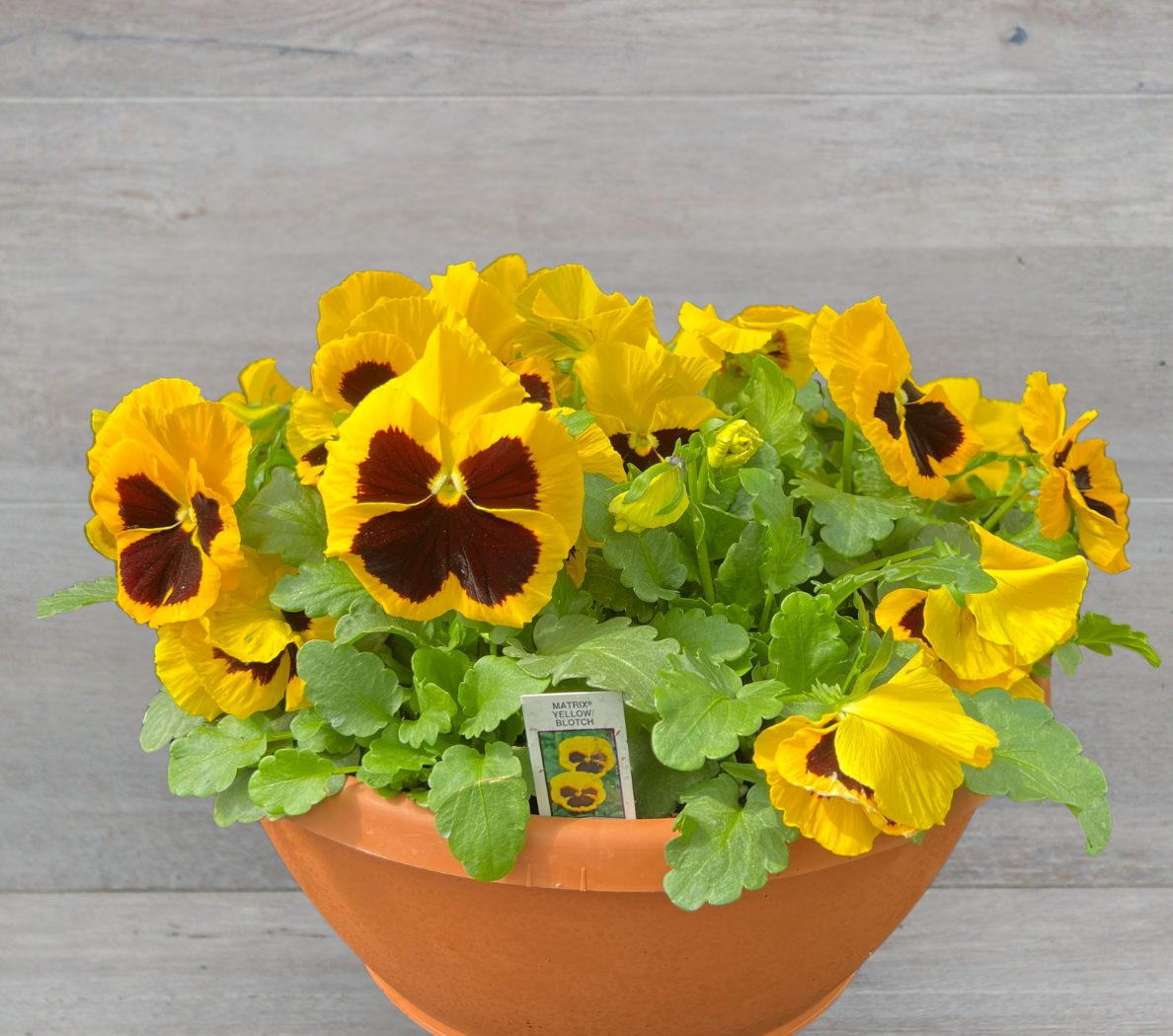 Potted yellow pansies on a wooden surface with Clesen Brothers logo.