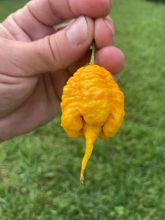 7 Pot Primo Orange -  Pepper Plant Start - 4.33" Pot