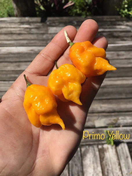 7 Pot Primo Yellow -  Pepper Plant Start - 4.33" Pot