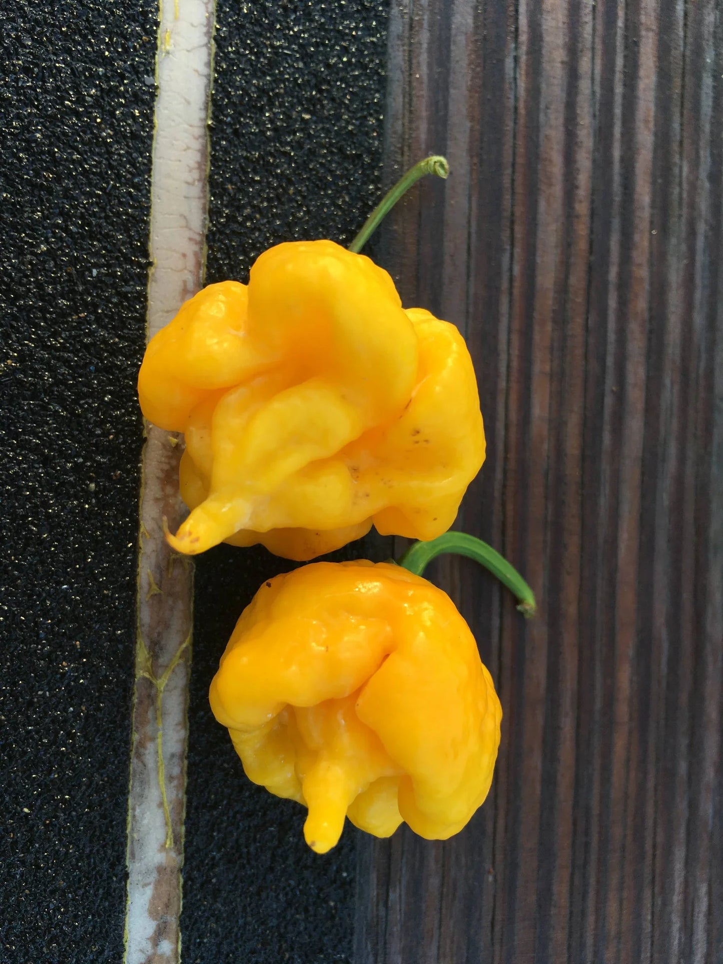 7 Pot Primo Yellow -  Pepper Plant Start - 4.33" Pot
