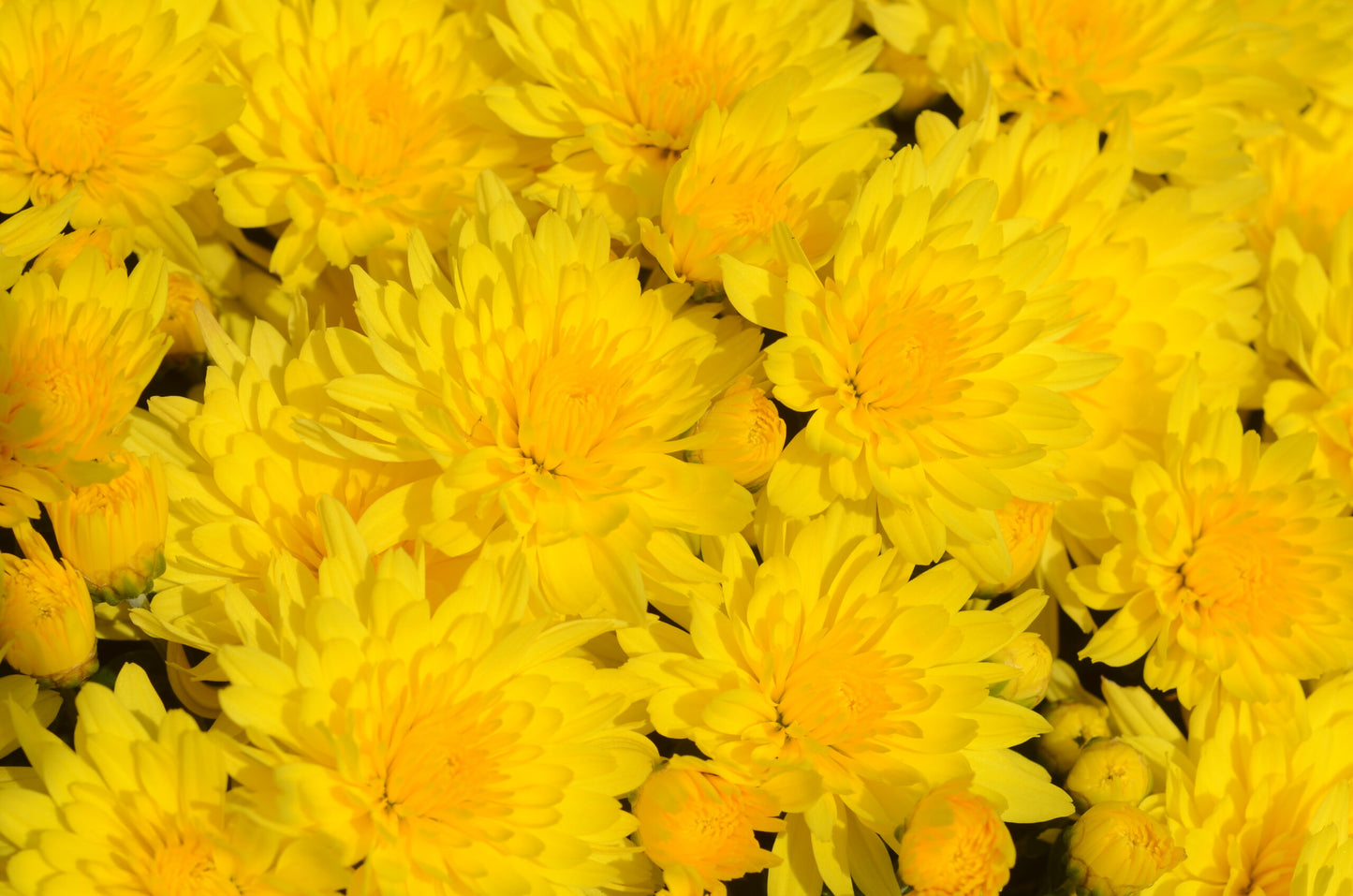 Garden Mum - 8" Pot