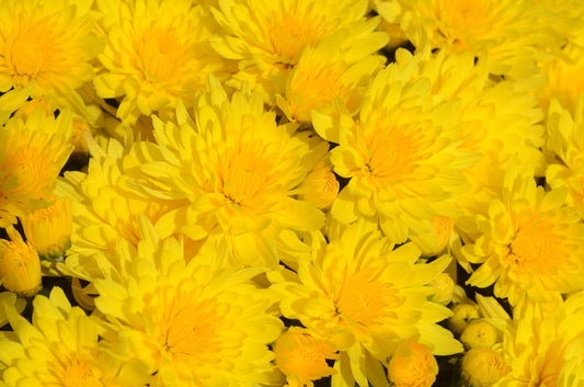 Garden Mum - 8" Pot