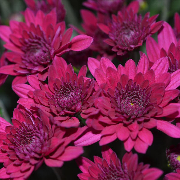 Garden Mum - 8" Pot