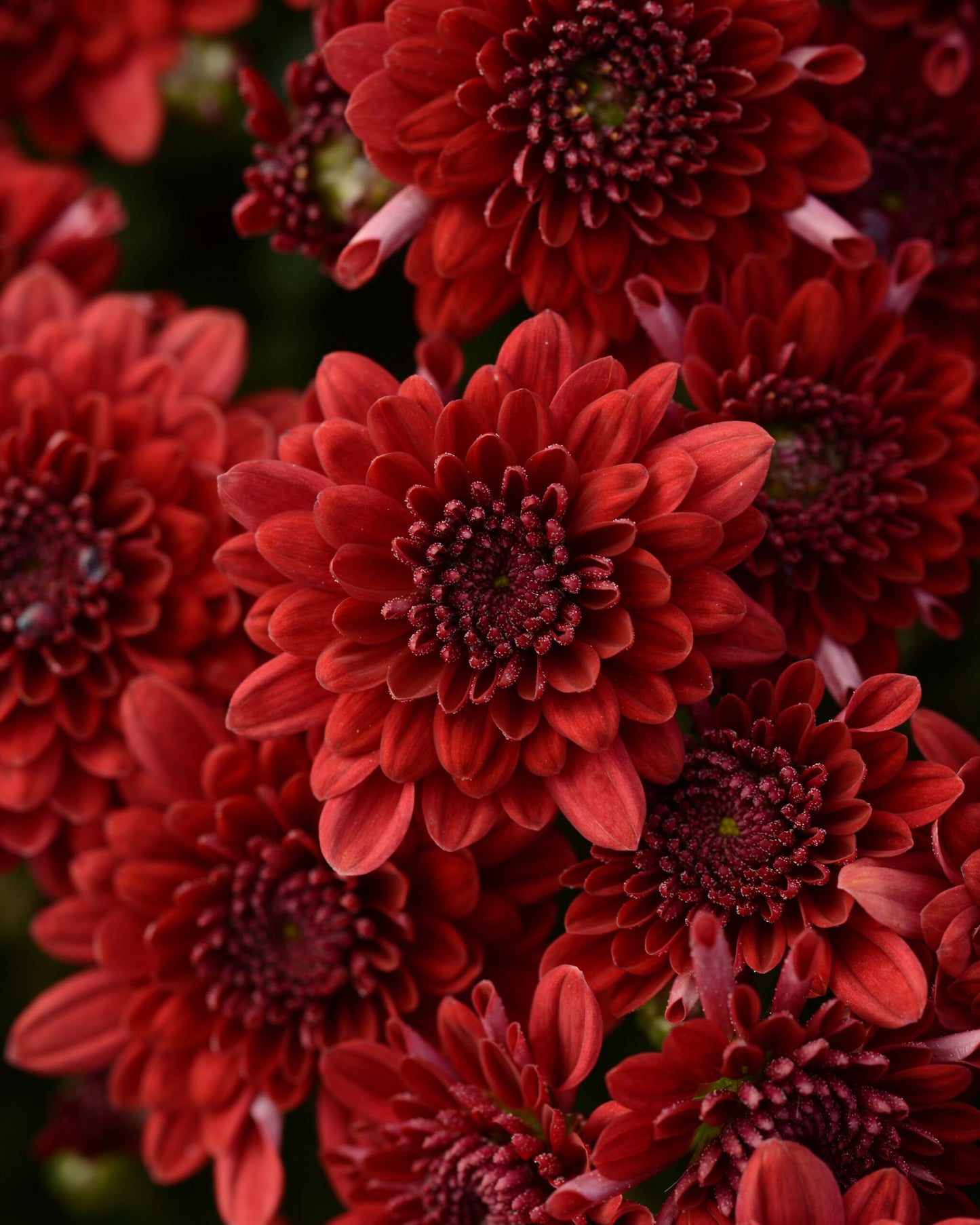 Garden Mum - 8" Pot