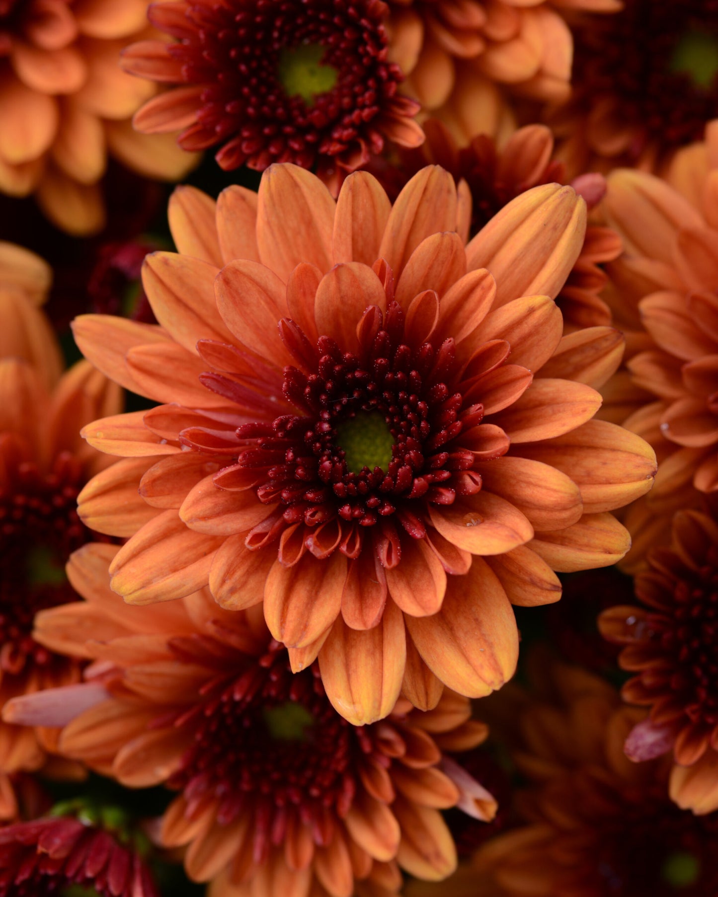 Garden Mum - 8" Pot