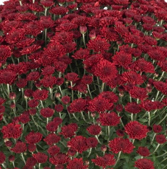 Garden Mum - 8" Pot