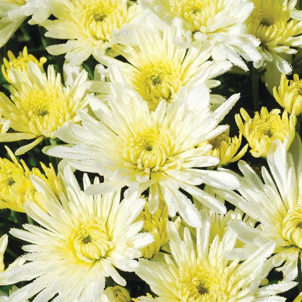 Garden Mum - 8" Pot