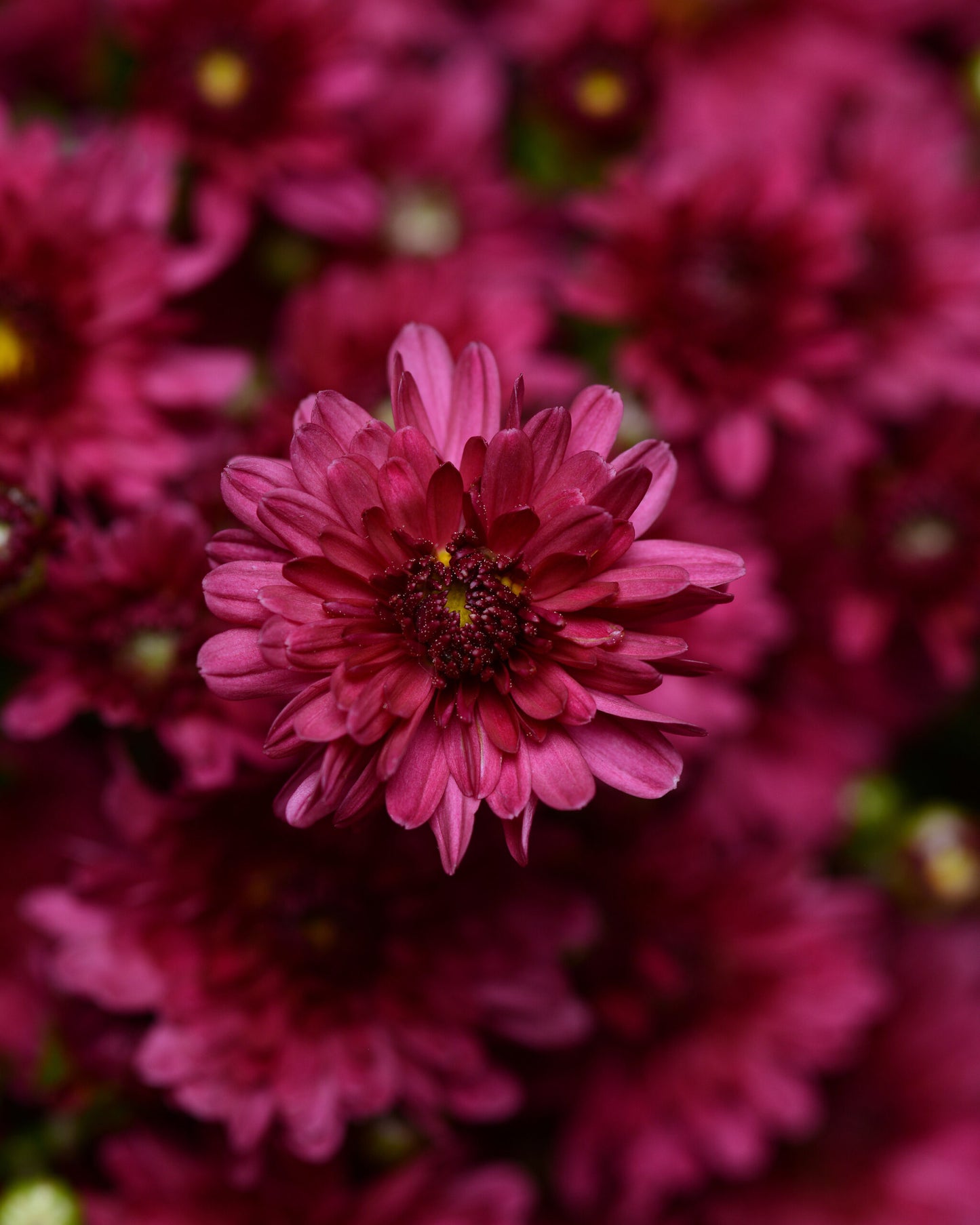 Garden Mum - 8" Pot