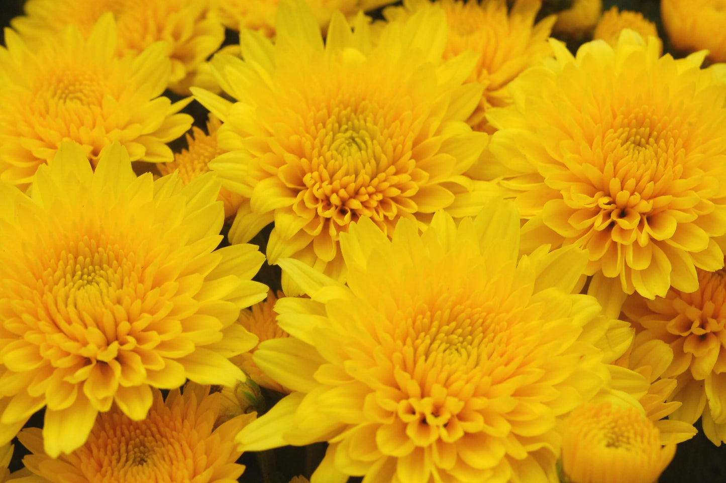 Garden Mum - 8" Pot