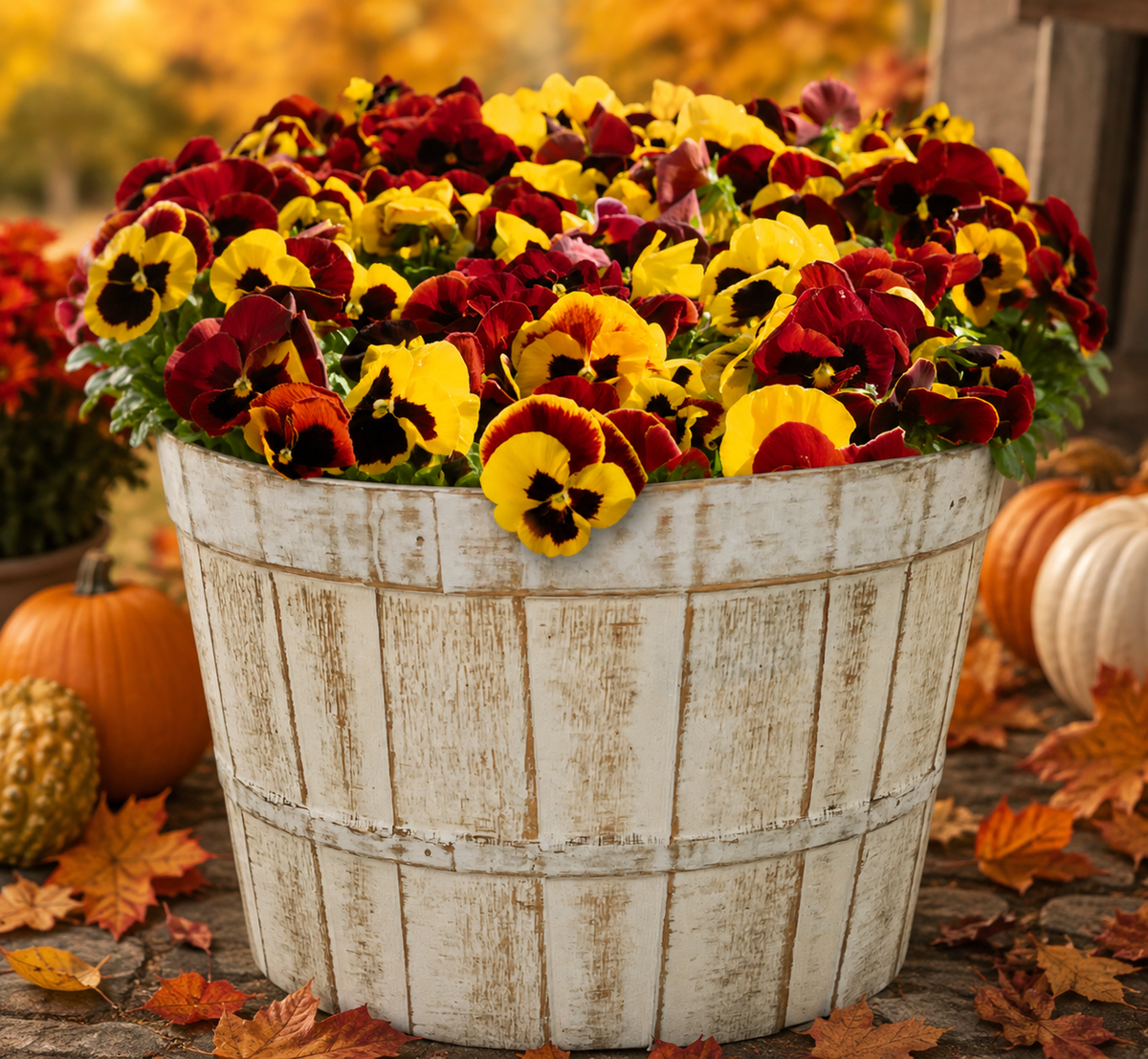 Pansy - Mounding