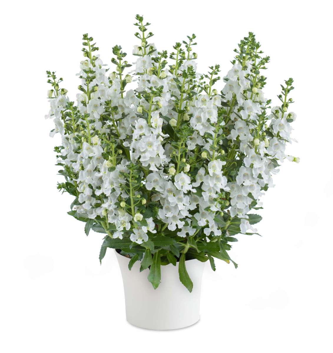 Angelonia Alonia