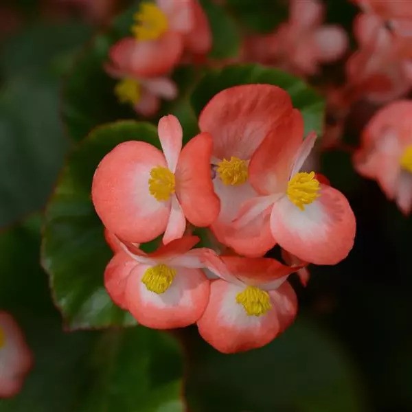Begonia - Babywing Series