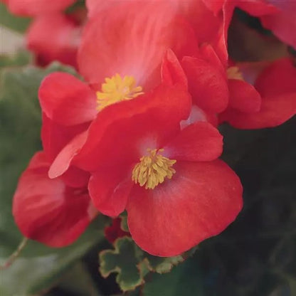 Begonia - Babywing Series