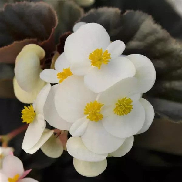 Begonia - Babywing Series