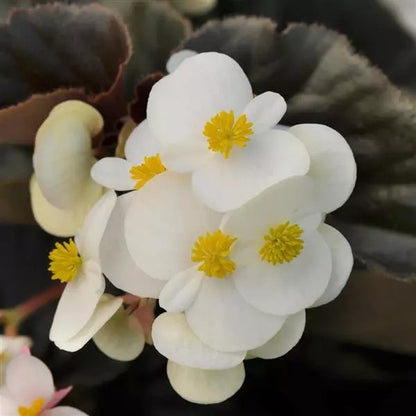 Begonia - Babywing Series