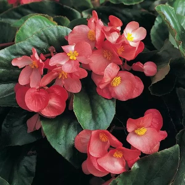 Begonia - Dragon Wing Series