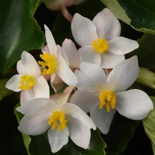 Begonia - Dragon Wing Series