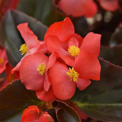 Begonia - Megawatt Series