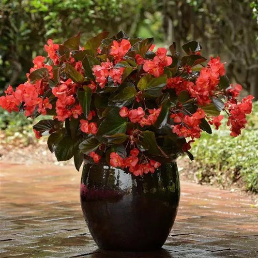 Begonia - Megawatt Series