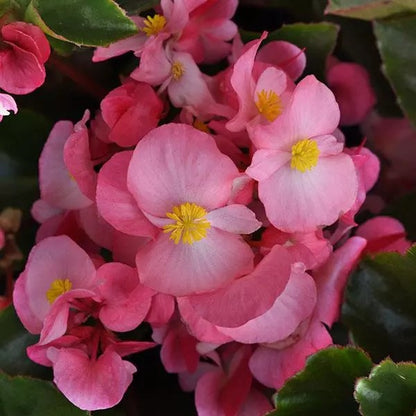 Begonia - Megawatt Series