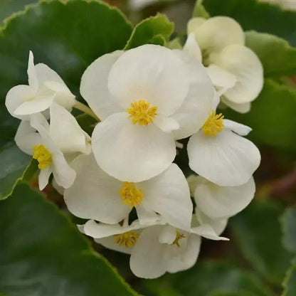 Begonia - Megawatt Series