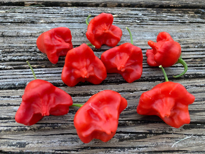 Bishops Cap Pepper Plant Start - 4.33" Pot