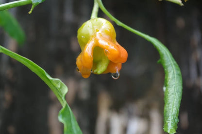 Bishops Cap Pepper Plant Start - 4.33" Pot
