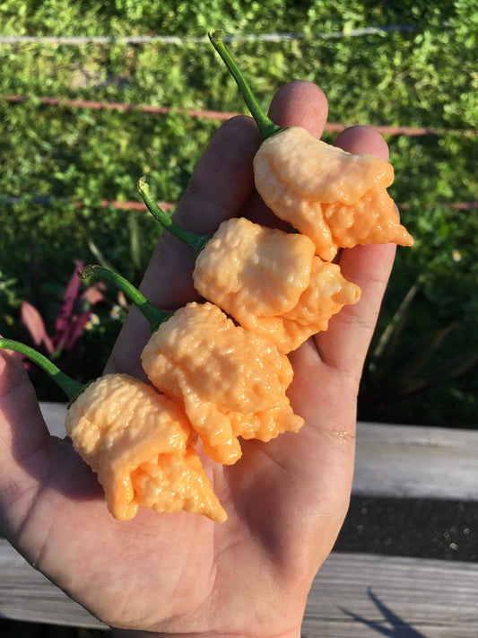 Borg 9 Peach Pepper Plant Start - 4.33" Pot