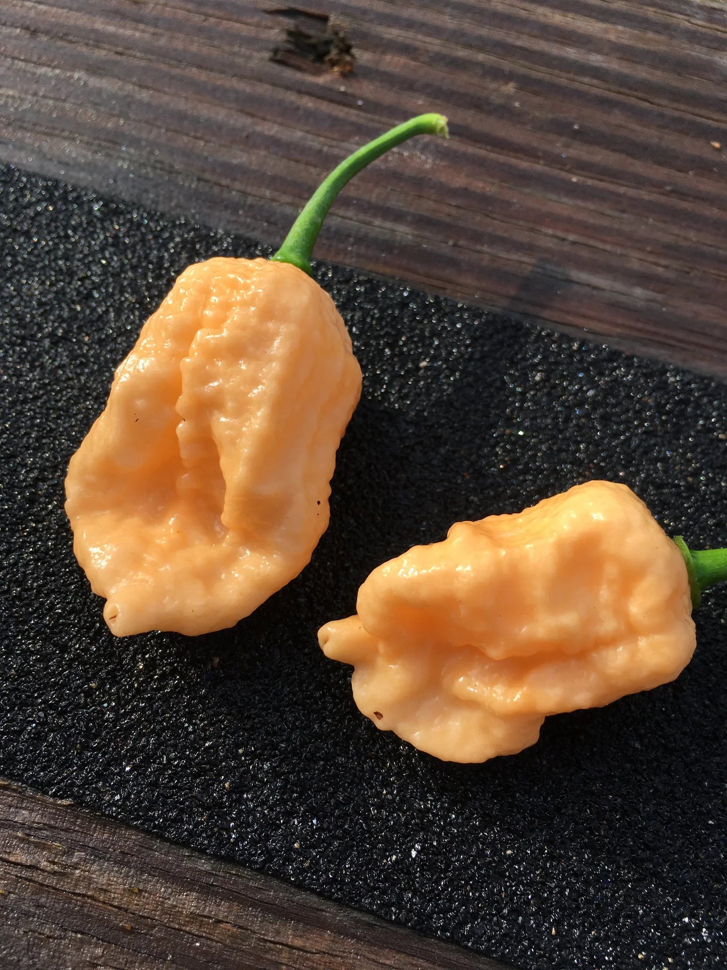 Borg 9 Peach Pepper Plant Start - 4.33" Pot