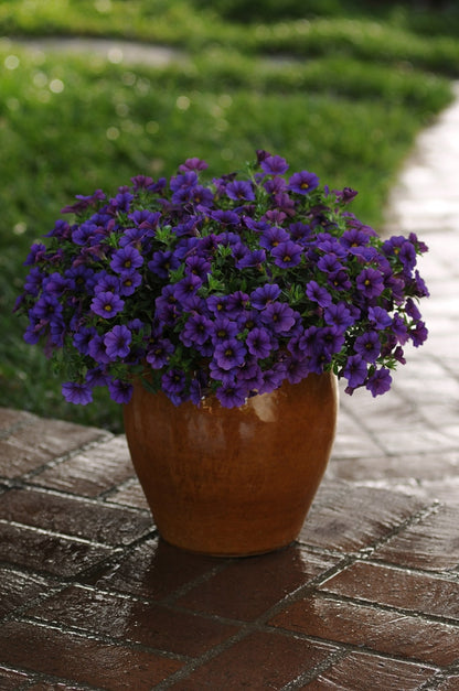 Calibrochoa Cabaret