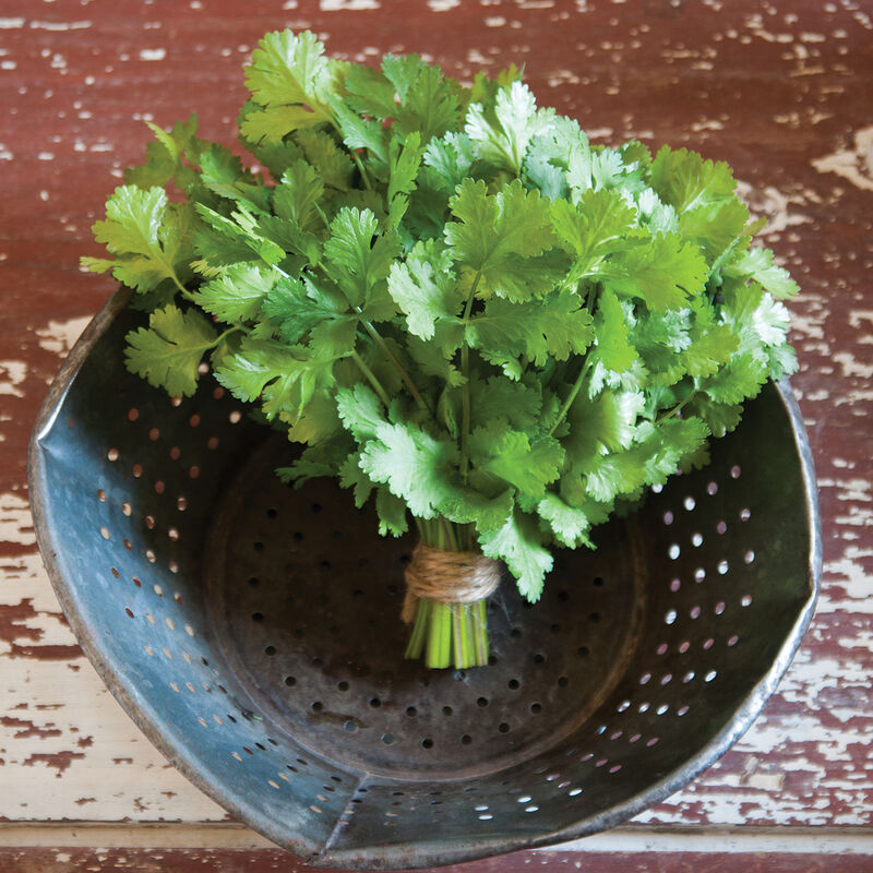 MIgardener Calypso Cilantro Seed Packet