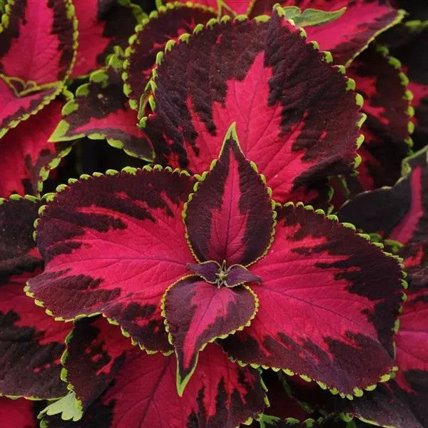Coleus - Premium Sun Collection
