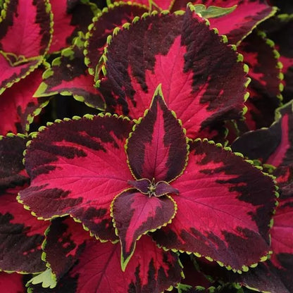 Coleus - Premium Sun Collection