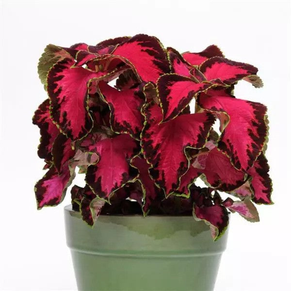 Coleus - Premium Sun Collection