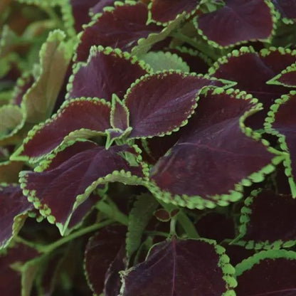 Coleus - Premium Sun Collection
