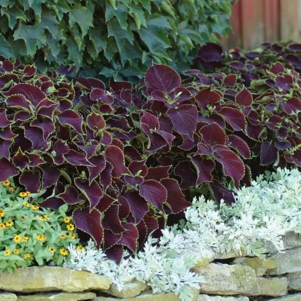 Coleus - Premium Sun Collection