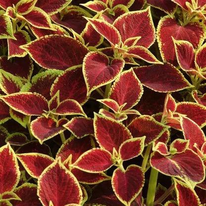 Coleus - Premium Sun Collection