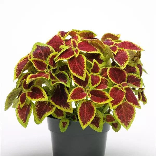Coleus - Premium Sun Collection