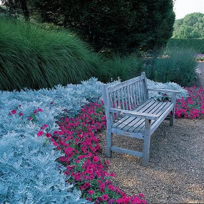 Dusty Miller Silverdust