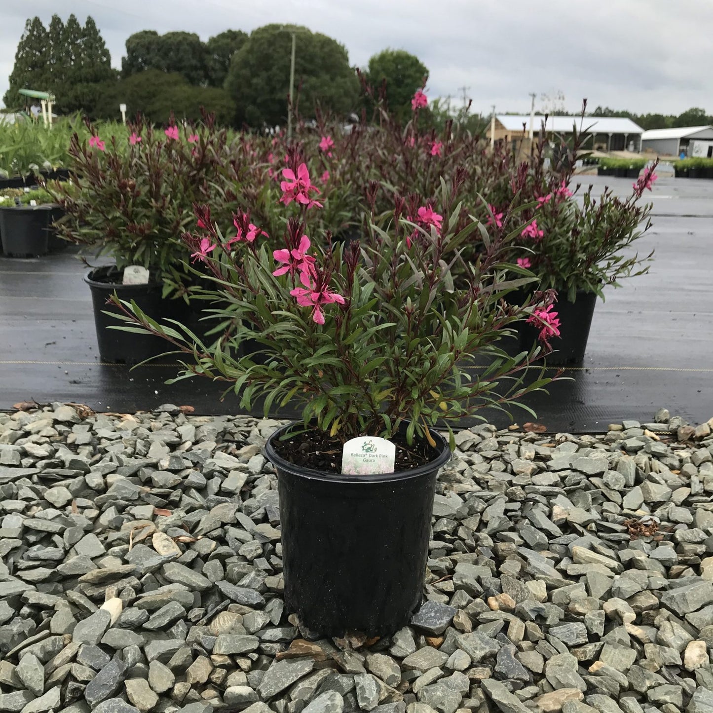 Gaura Belleza Dark Pink