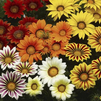 Gazania - Big Kiss Mix