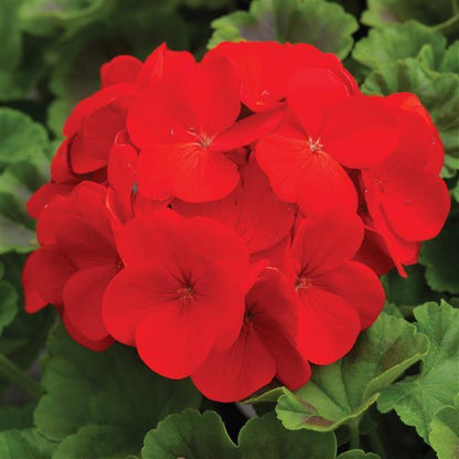 Geranium - Pinto Premium