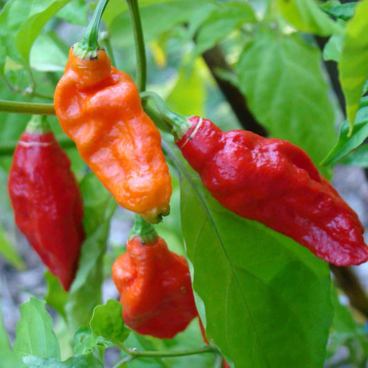 Ghost Bhut Jolokia - Pepper Plant Start - 4.33" Pot