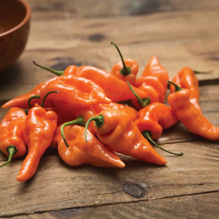 Habanada - Pepper Plant Start - 4.33" Pot