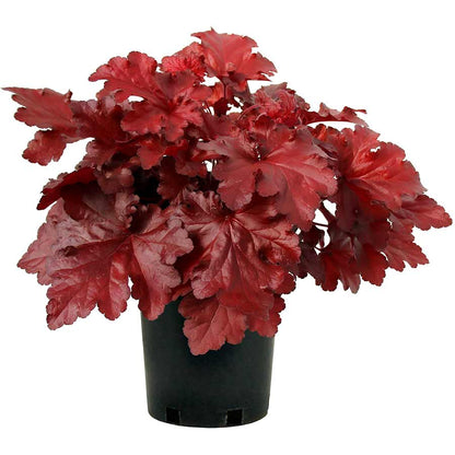 4.5" Heuchera - Coral Bells (Perennial)