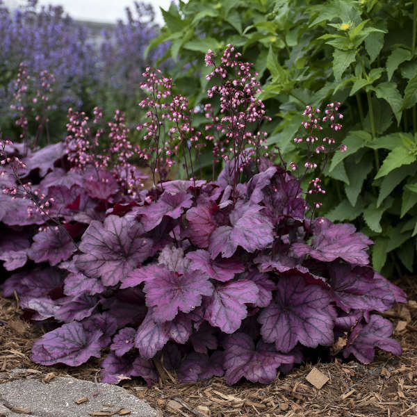 4.5" Heuchera - Coral Bells (Perennial)